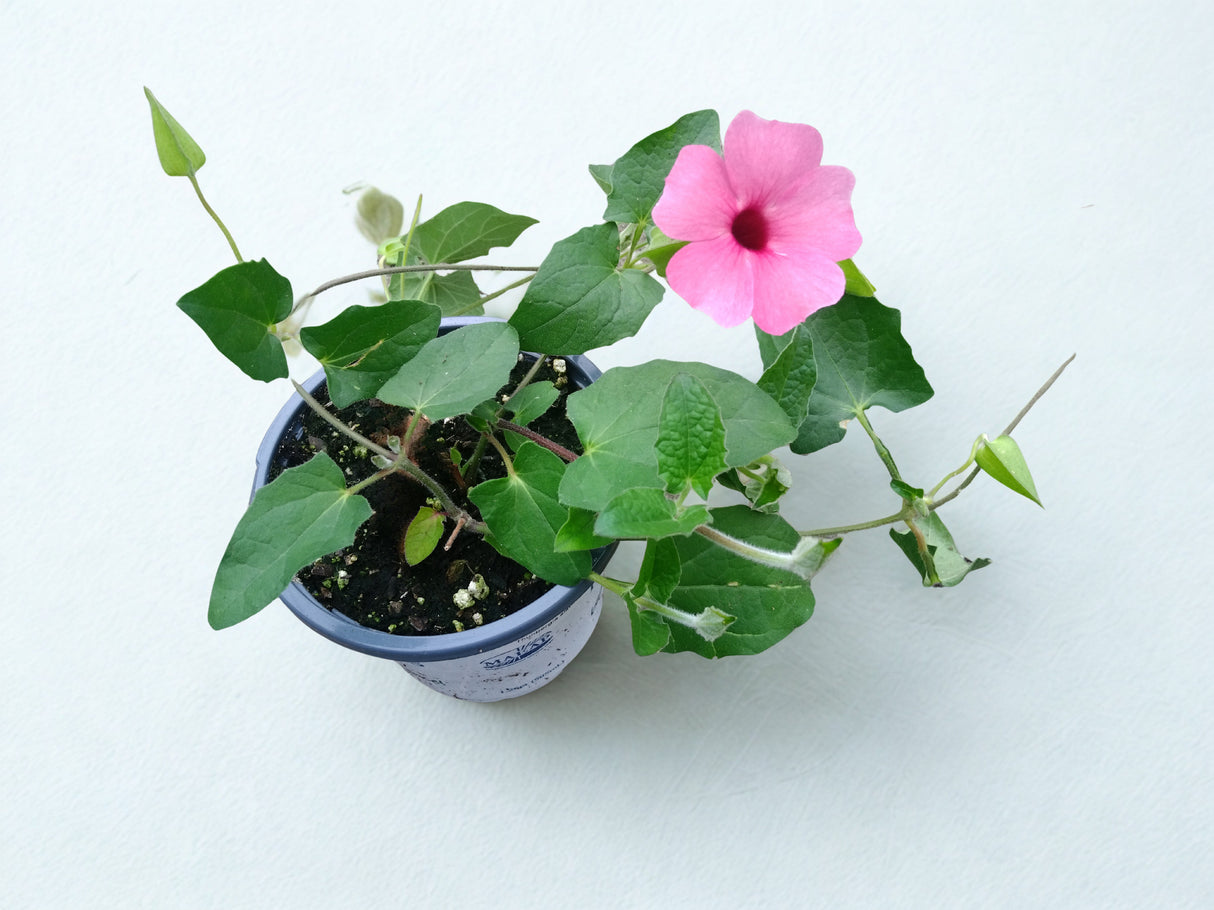 Thunbergia alata Pink