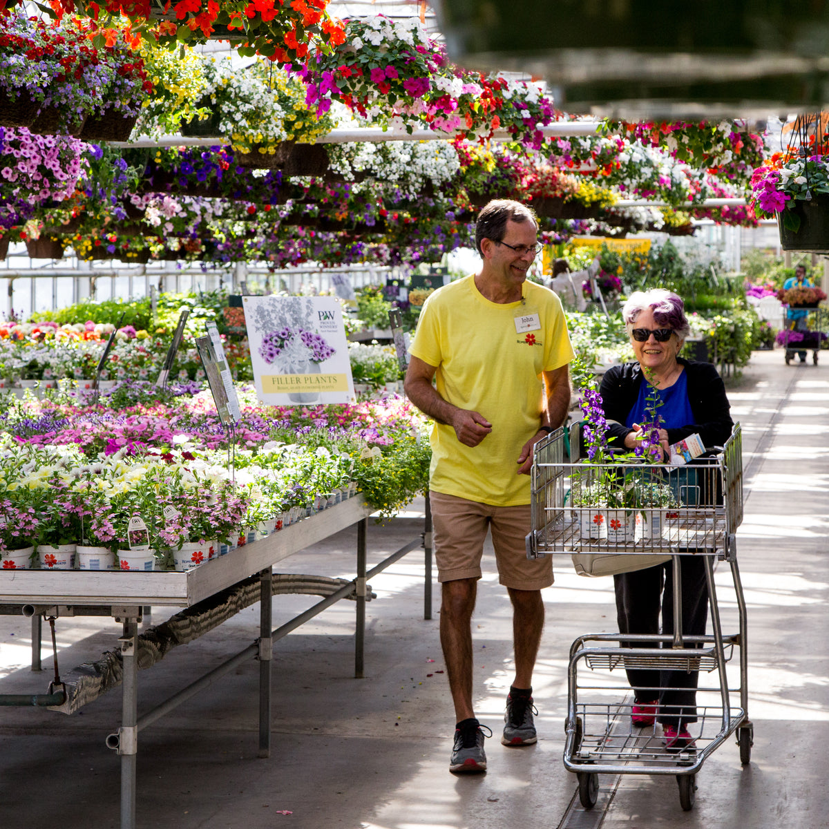 Buy Annual Plants Online Nursery for Annuals Romence Gardens