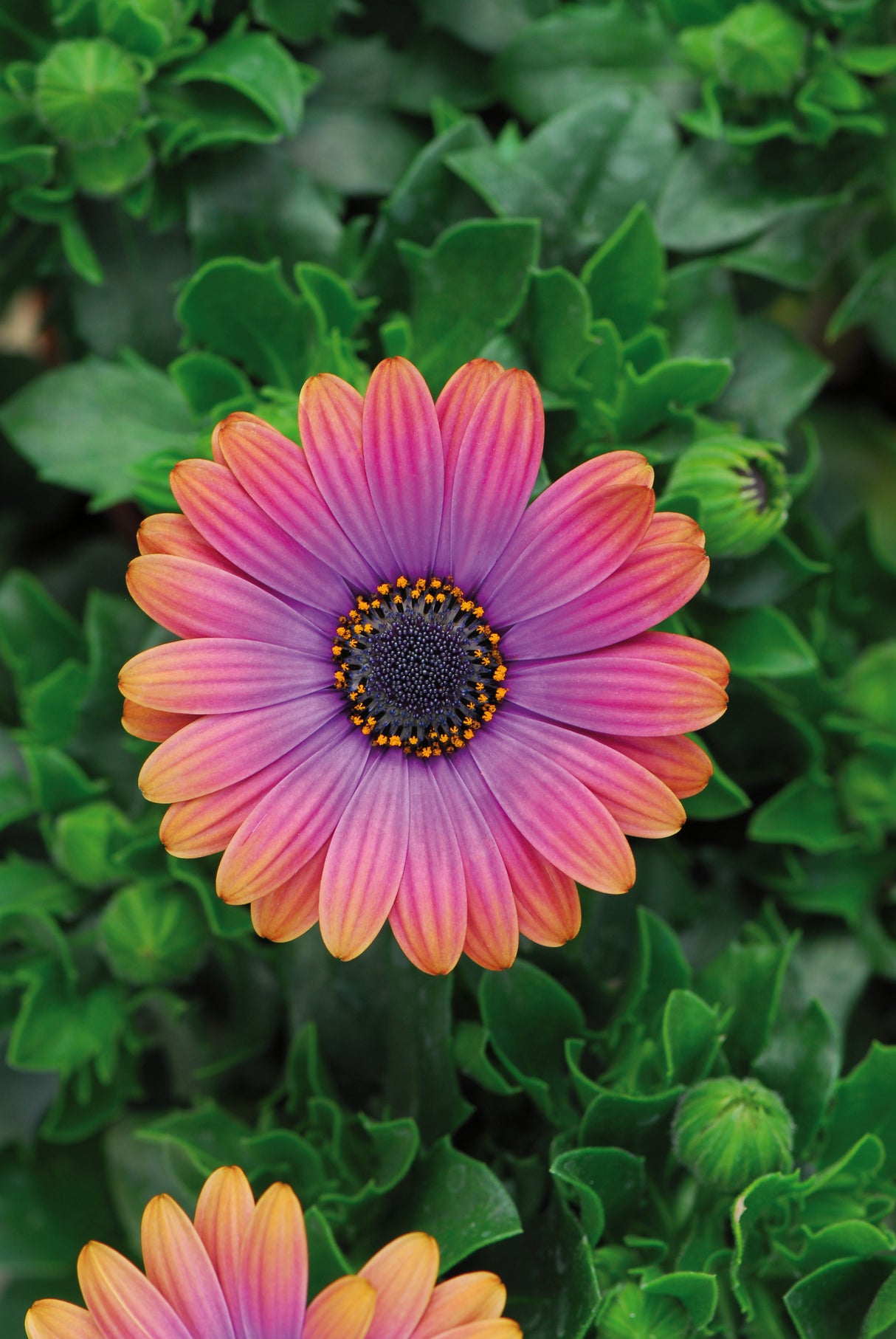 Close-up of a colorful flower with a green leafy background