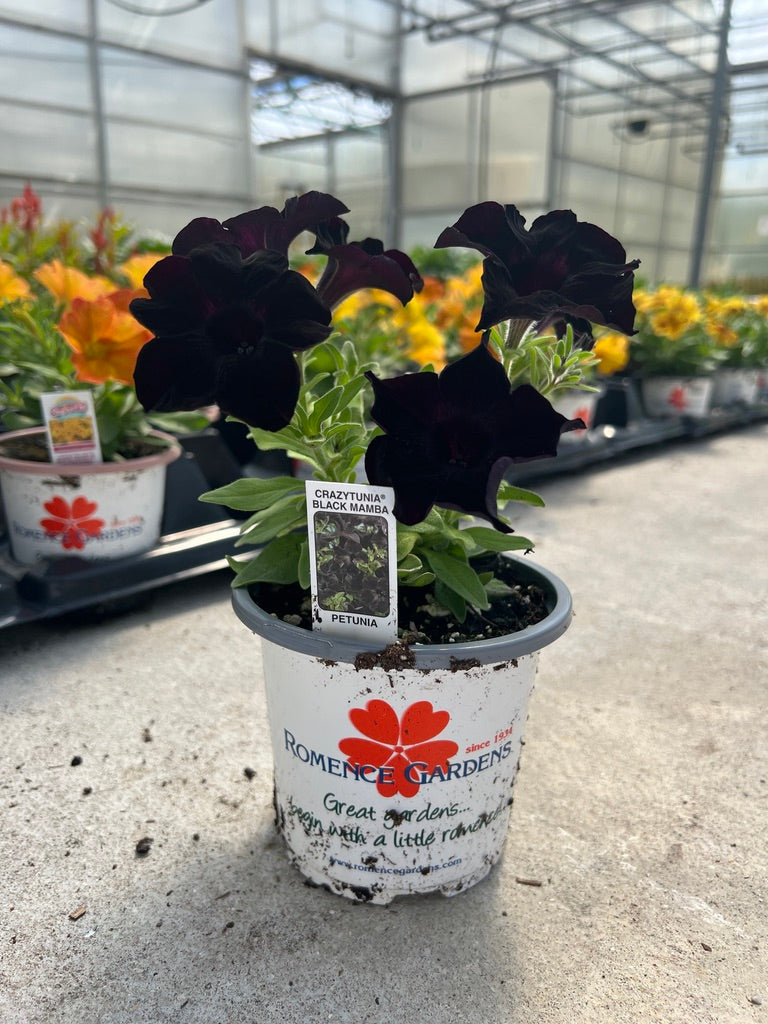 Petunia Crazytunia® Black Mamba