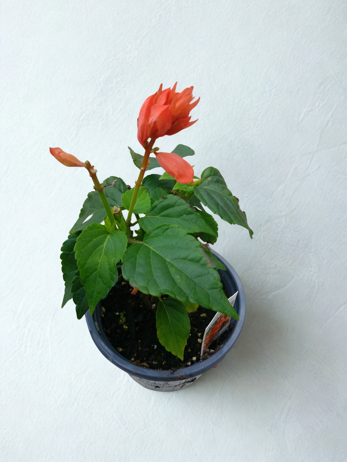 Salvia splendens 'Saucy Coral'
