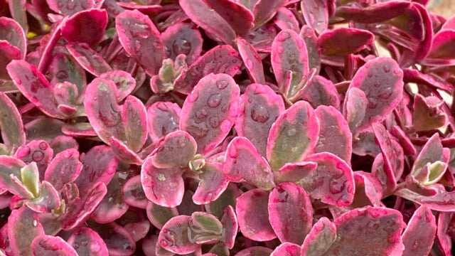 Sedum Sunsparkler™ 'Neon Nova'