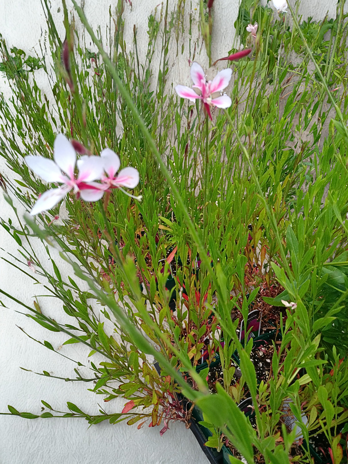 Gaura lindheimeri 'Siskiyou Pink'