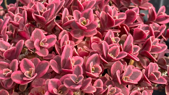 Sedum Sunsparkler™ 'Neon Nova'