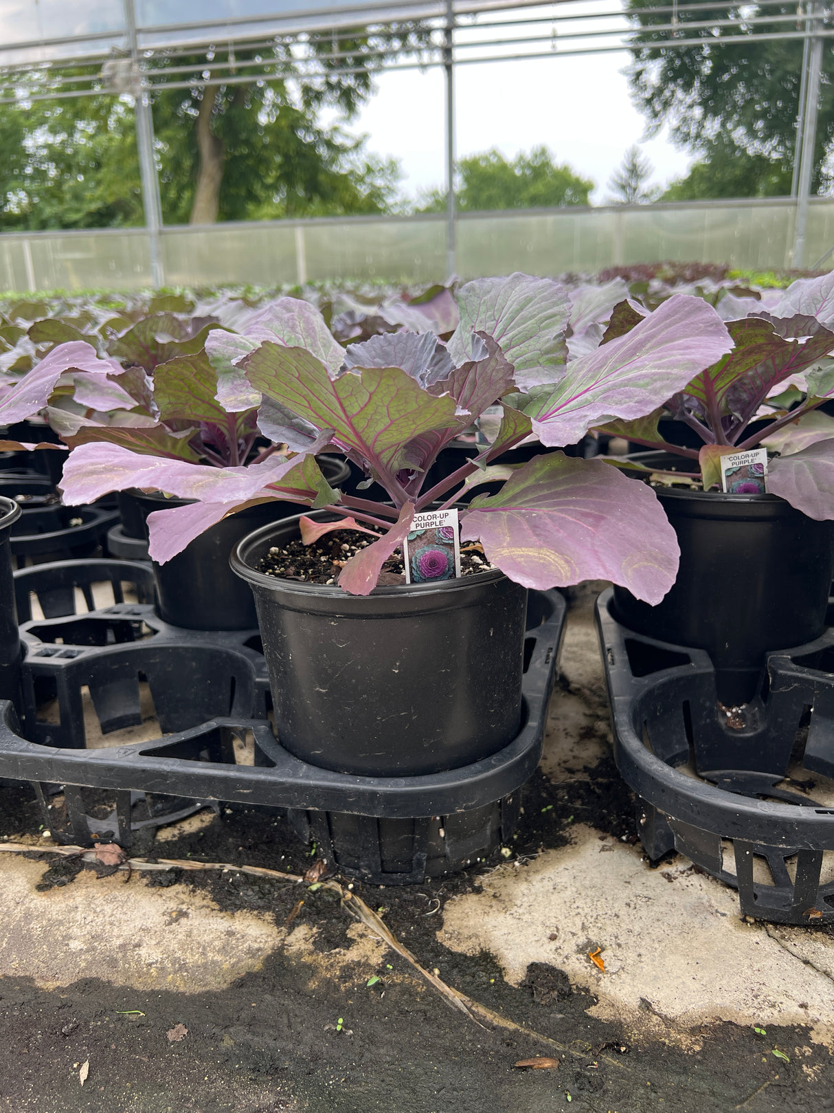 Cabbage 'ColorUp Purple'
