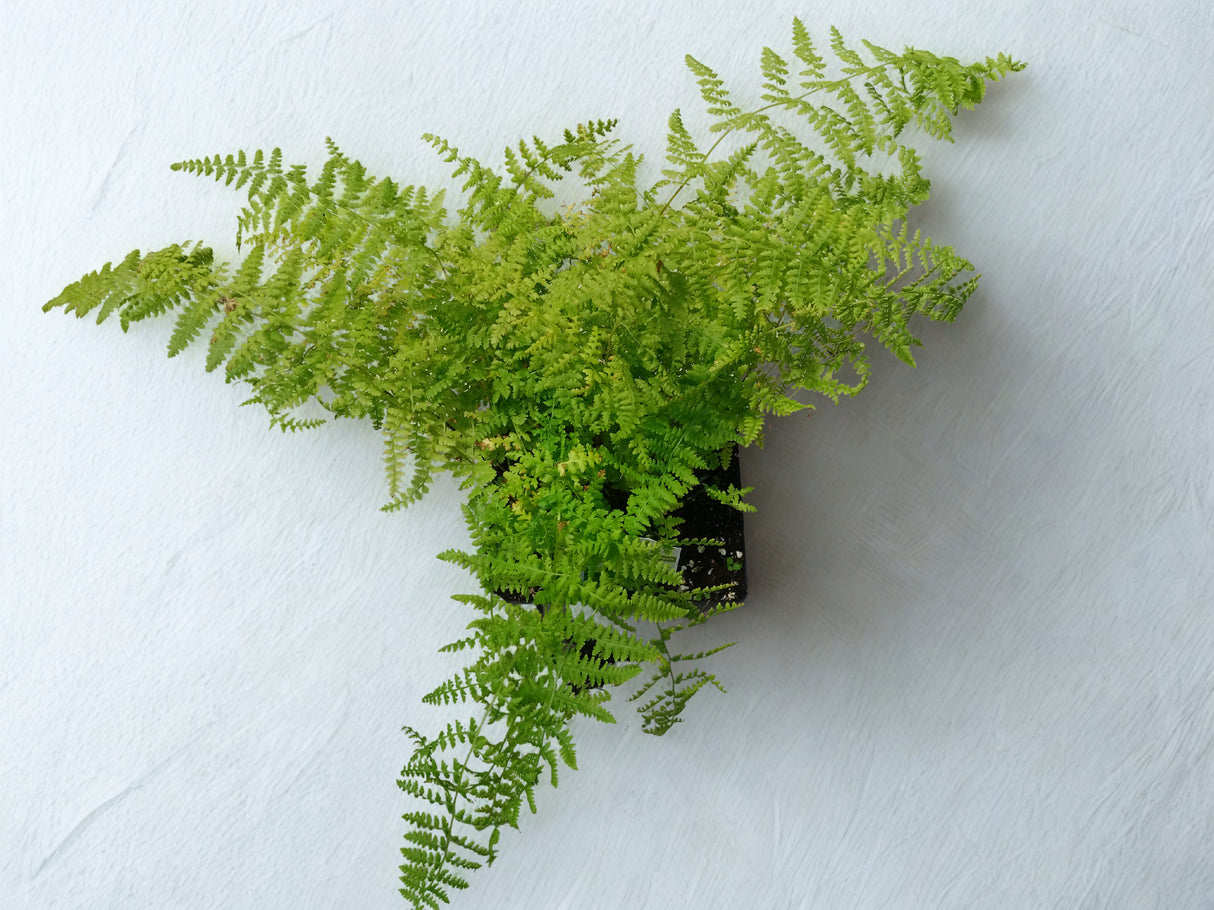 Dennstaedtia Punctilobula
