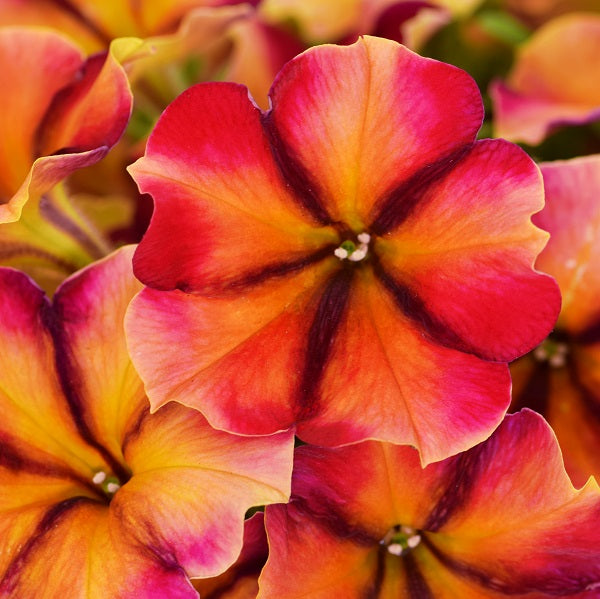 Petunia Crazytunia 'Tiki Torch'