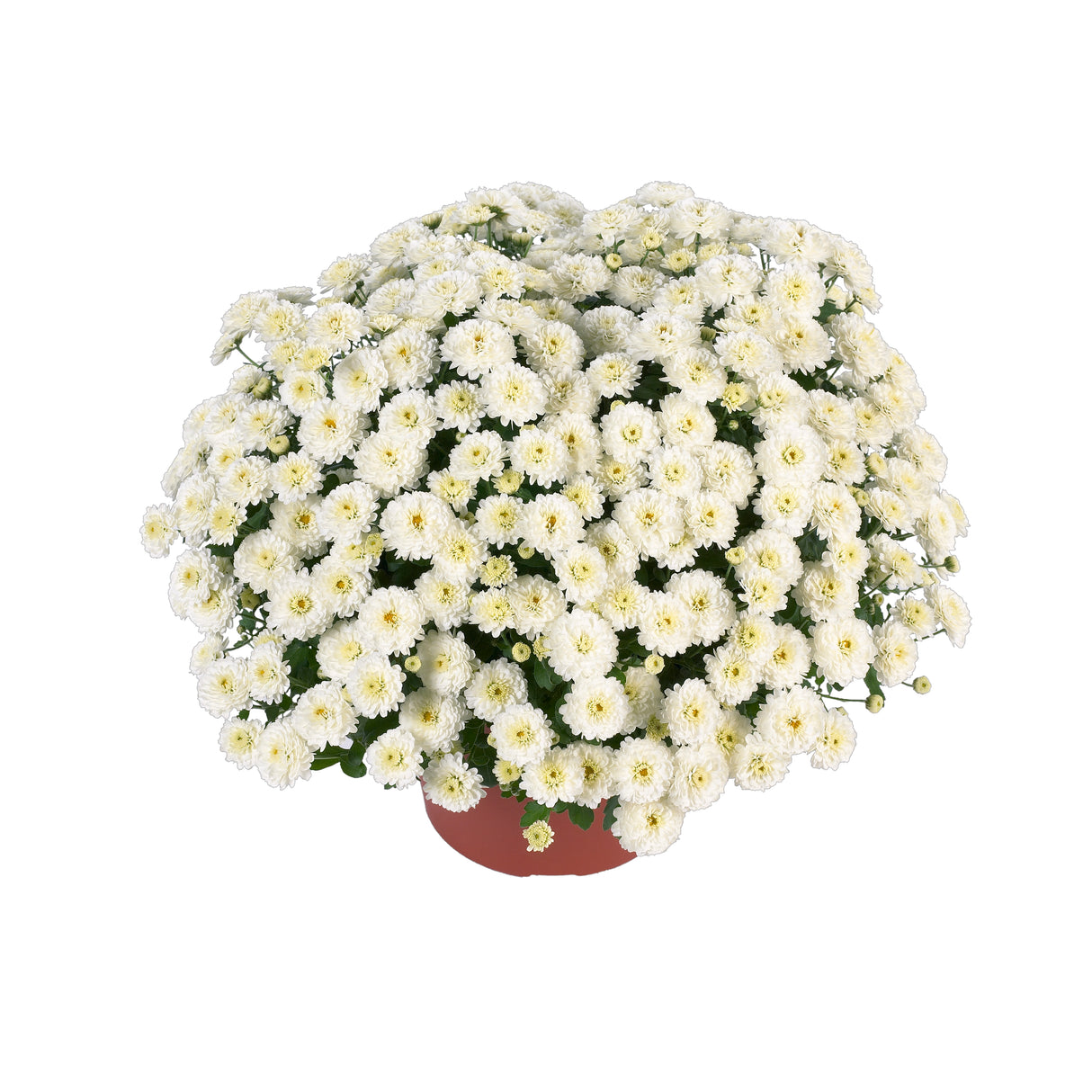 Chrysanthemum 'Gigi™ Snow'