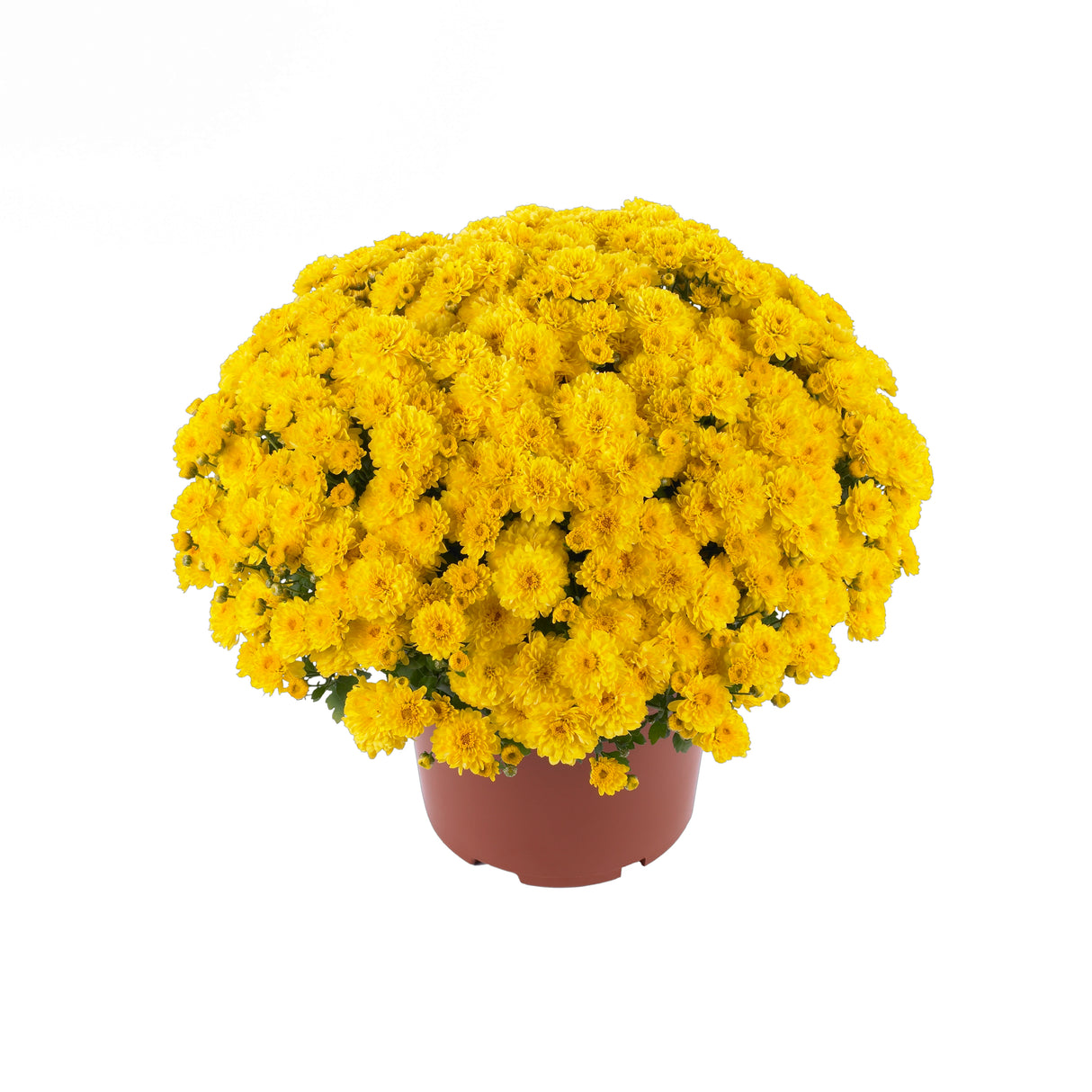 Chrysanthemum 'Gigi™ Yellow'