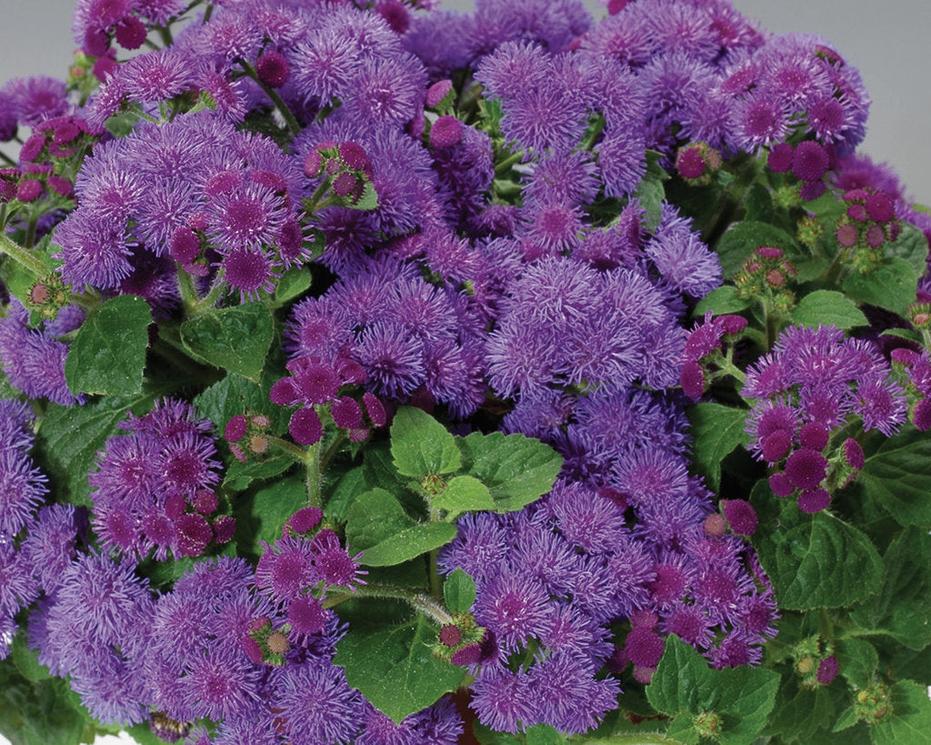 Ageratum hybrid 'Artist® Blue'