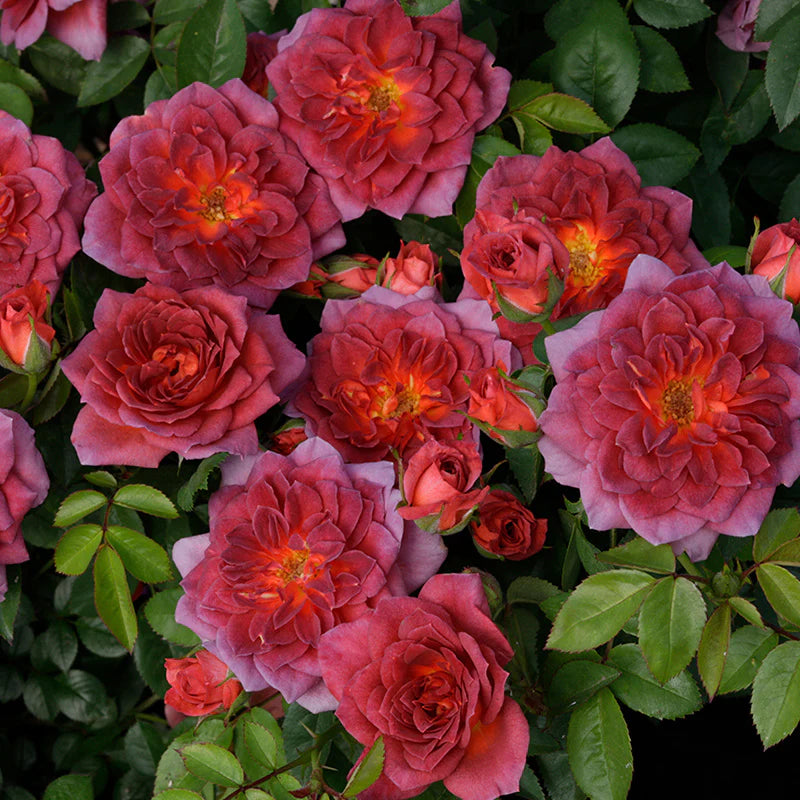 Rose 'Midnight Fire™'