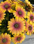 Close-up of bright yellow and pink flowers with a blurred background