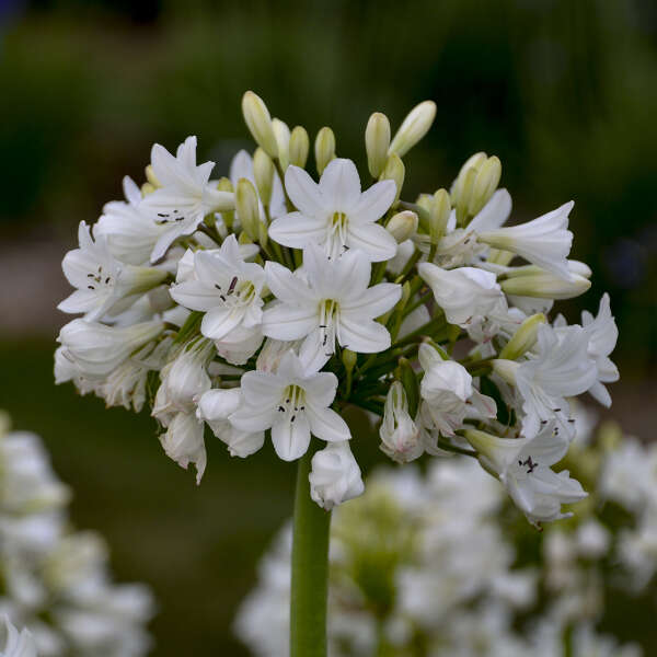 Close-up of white flowers with green buds against a blurred natural background