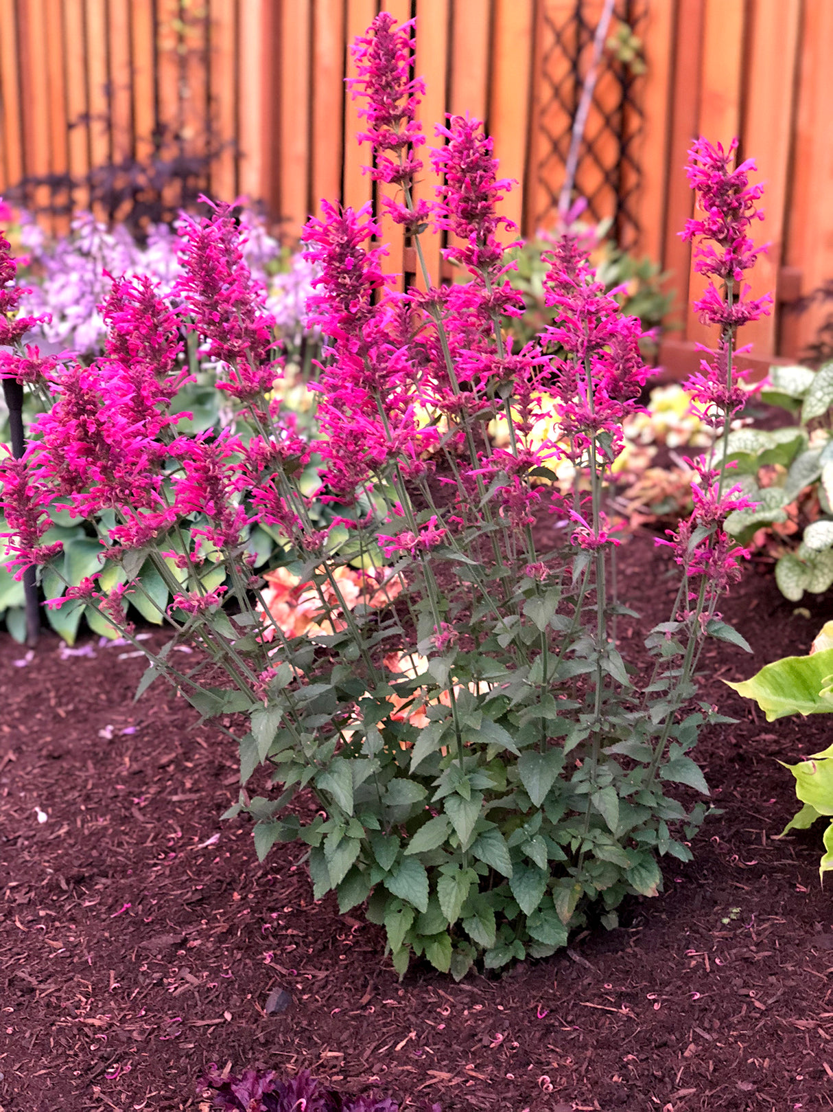 Bush of pink flowers with green leaves on a garden bed.
