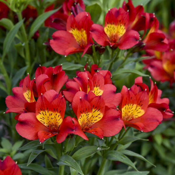 Close-up of red flowers with yellow centers on a green background