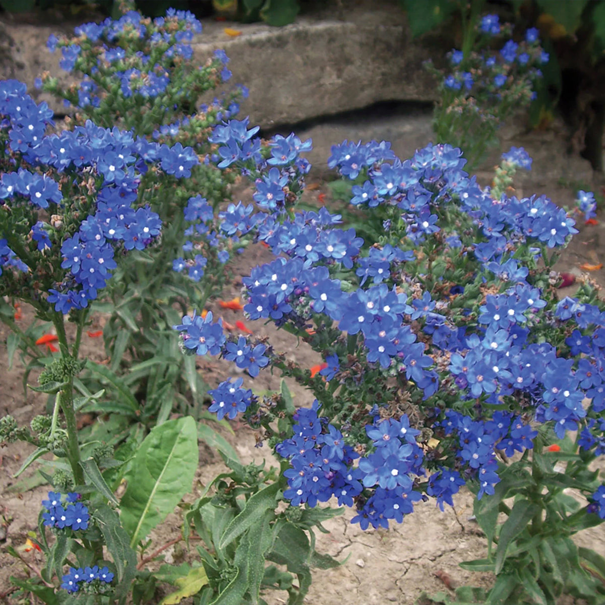 Anchusa Capensis 'Blue Angel'
