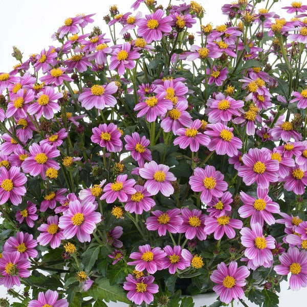 Close-up of a cluster of pink flowers with yellow centers on a white background