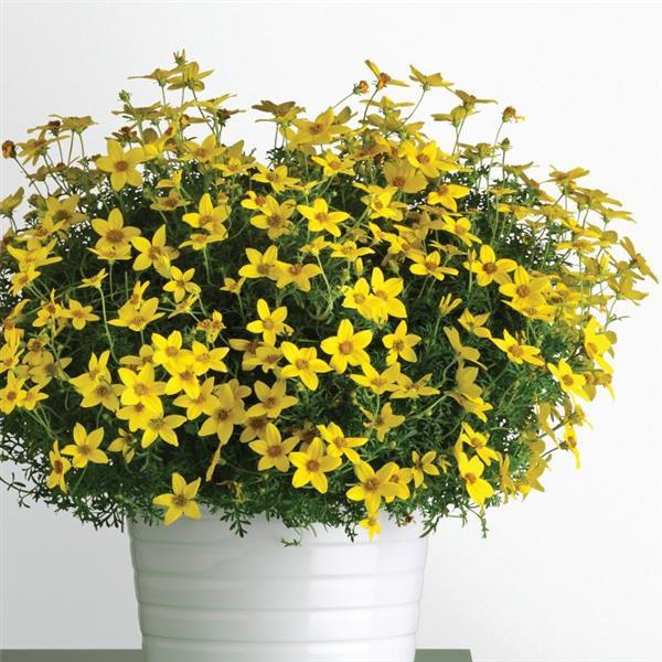 Bidens Namid™ Early Yellow