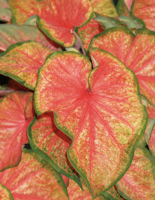Caladium hortulanum Heart To Heart™ 'Chinook'
