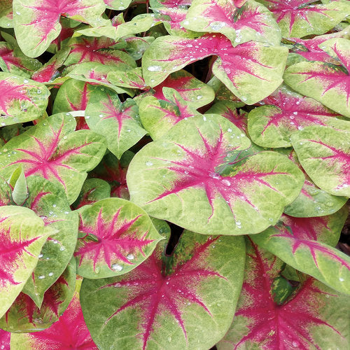 Caladium hortulanum Heart to Heart 'Lemon Blush'