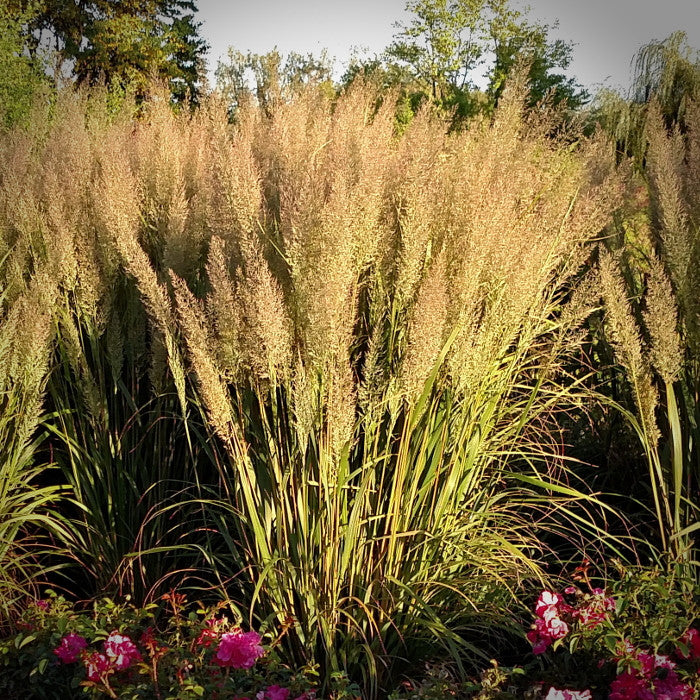 Tall grasses with pink flowers in a garden setting