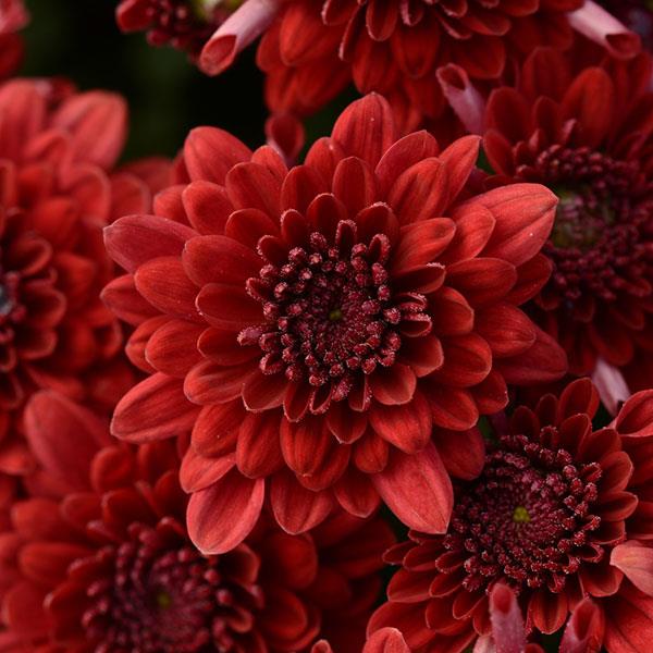 Close-up of a vibrant red flower with a dark background