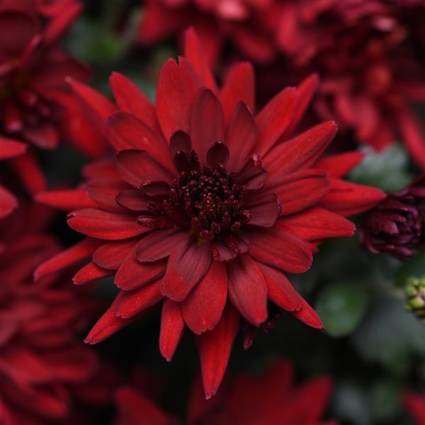 Chrysanthemum 'Mumma Mia Red'