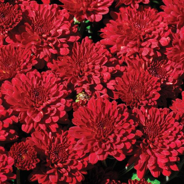 Chrysanthemum 'Red Ryder'