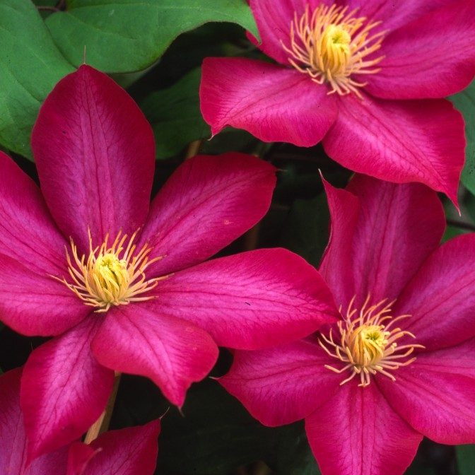Clematis 'Bourbon'