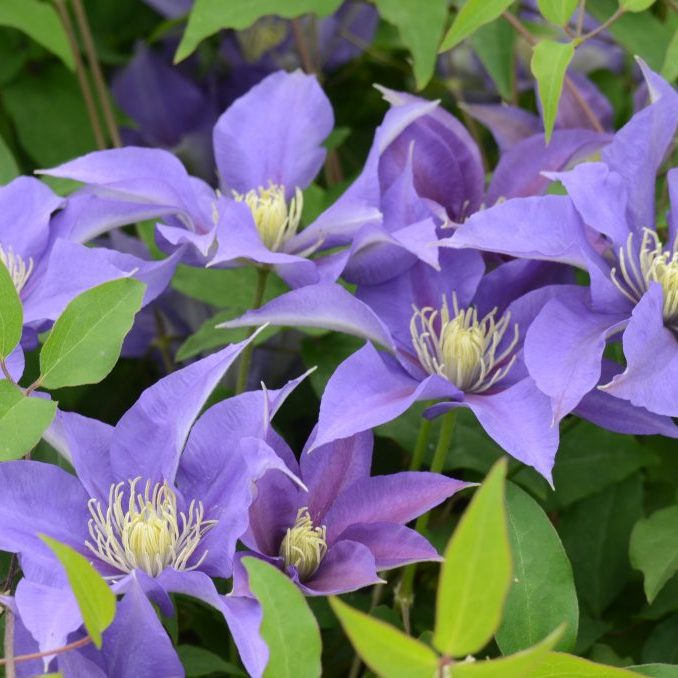Close-up of purple flowers with green leaves