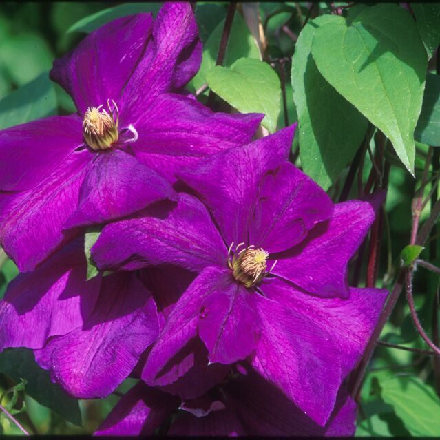 Close-up of vibrant purple flowers with green leaves in the background