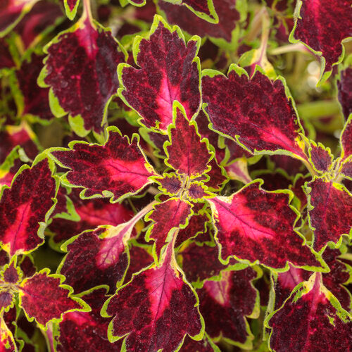 Coleus scutellarioides 'Colorblaze® Cherry Drop'