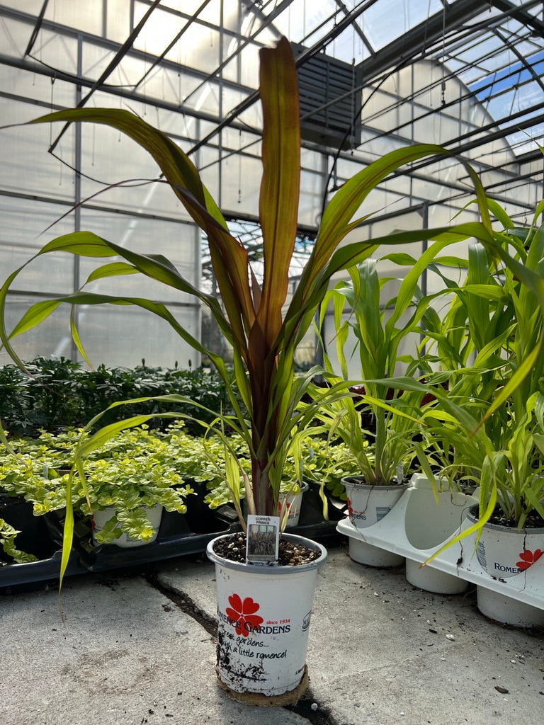 Potted plant in a greenhouse setting with other plants in the background