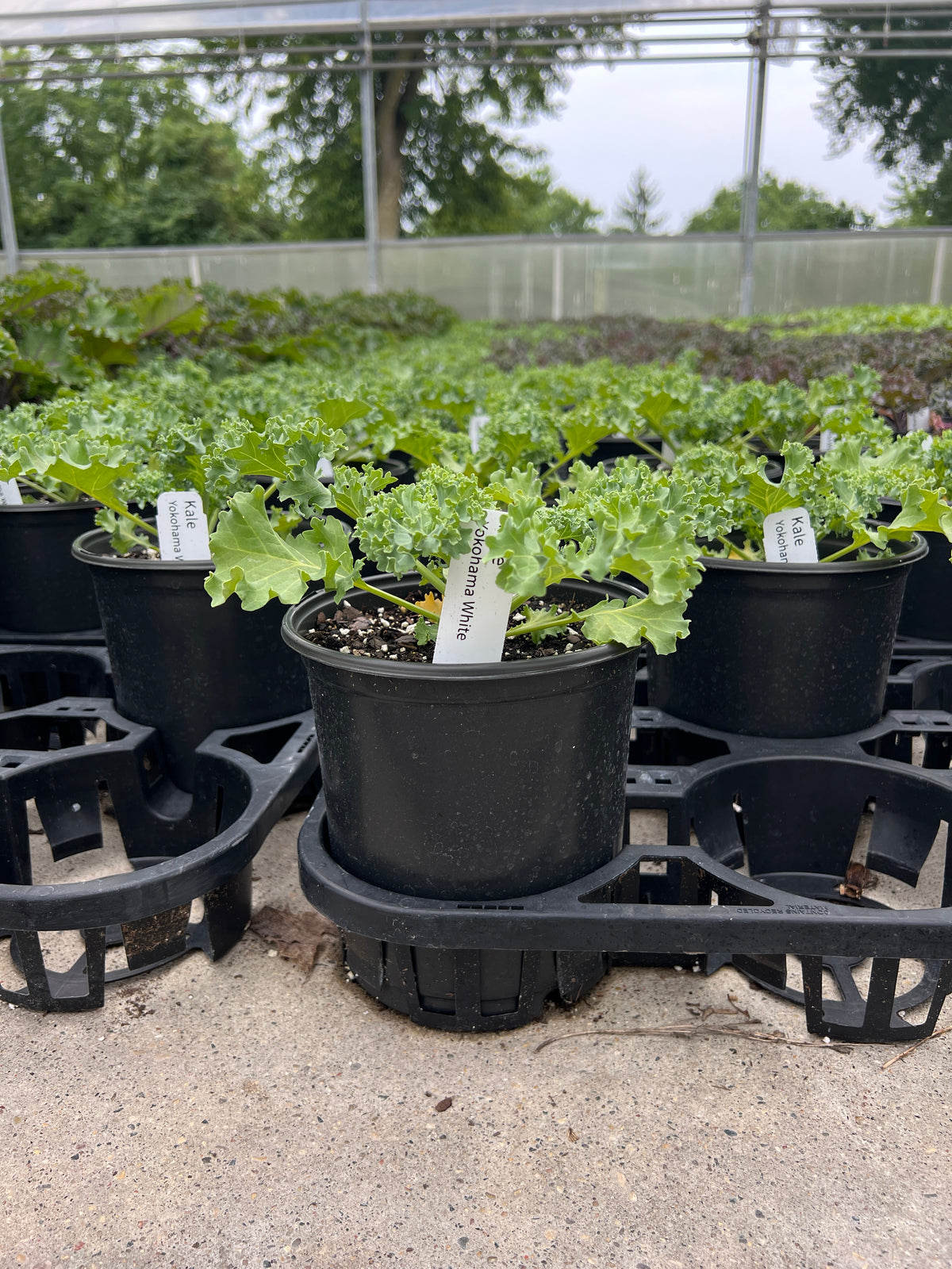 Kale 'Yokohama White'
