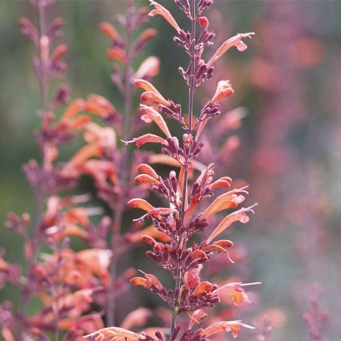 Agastache rupestris 'Orange Hyssop'