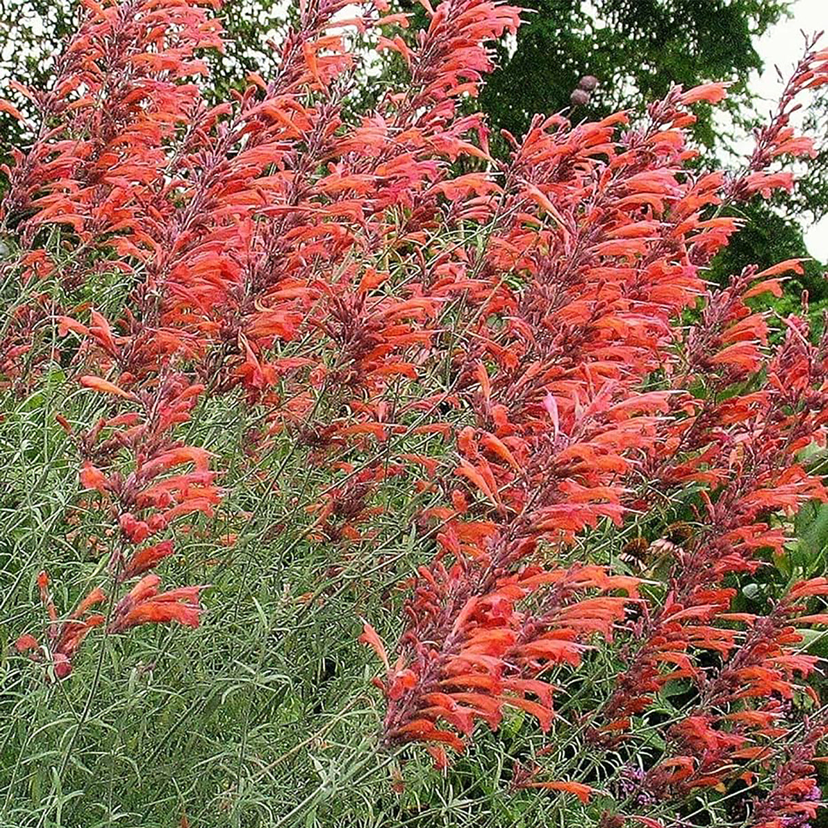Agastache rupestris 'Orange Hyssop'