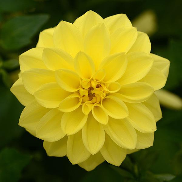 Close-up of a bright yellow flower with a dark green background