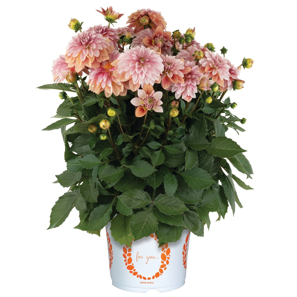 Potted plant with pink flowers and green leaves on a white background