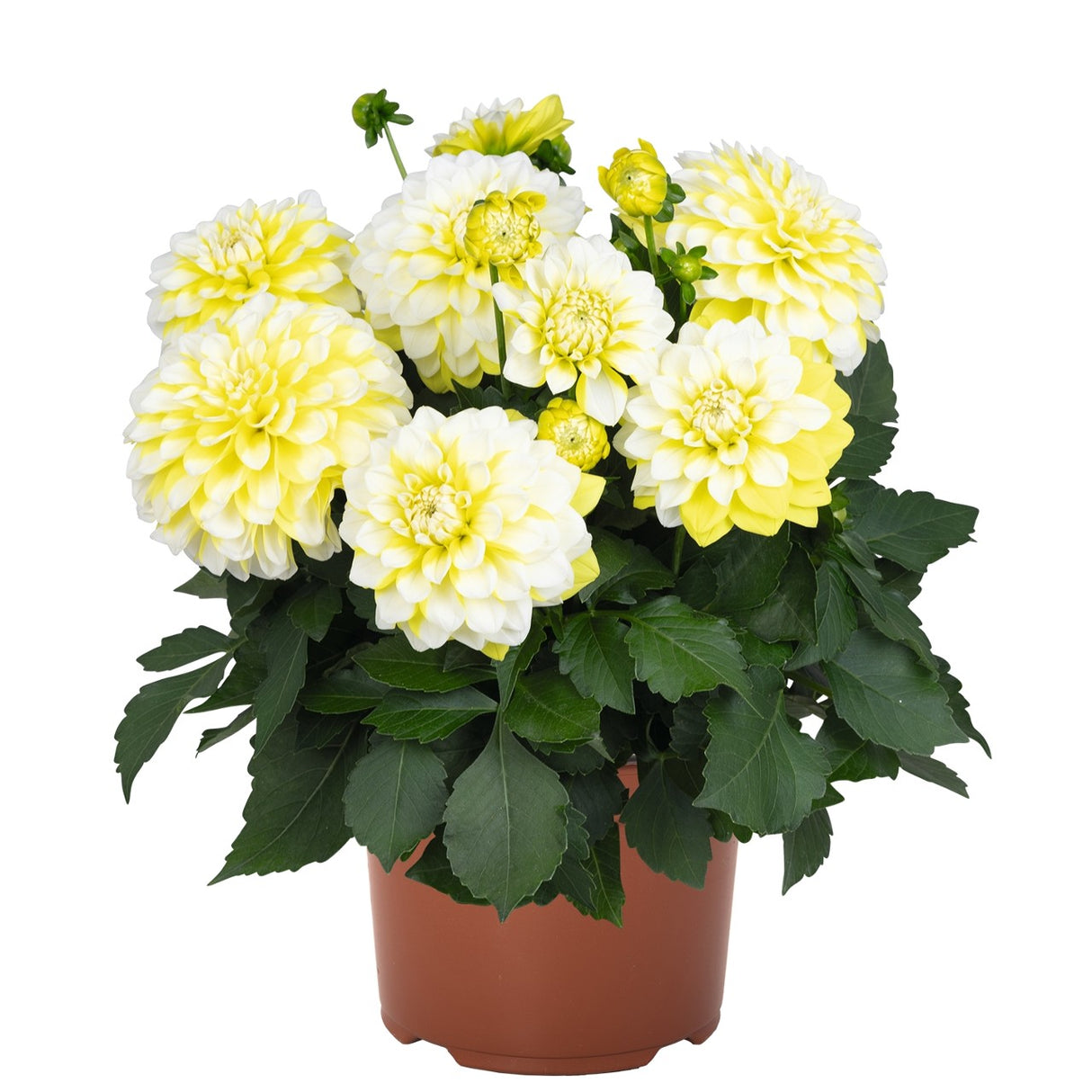 Dahlia Hypnotica 'Lemon Swirl'