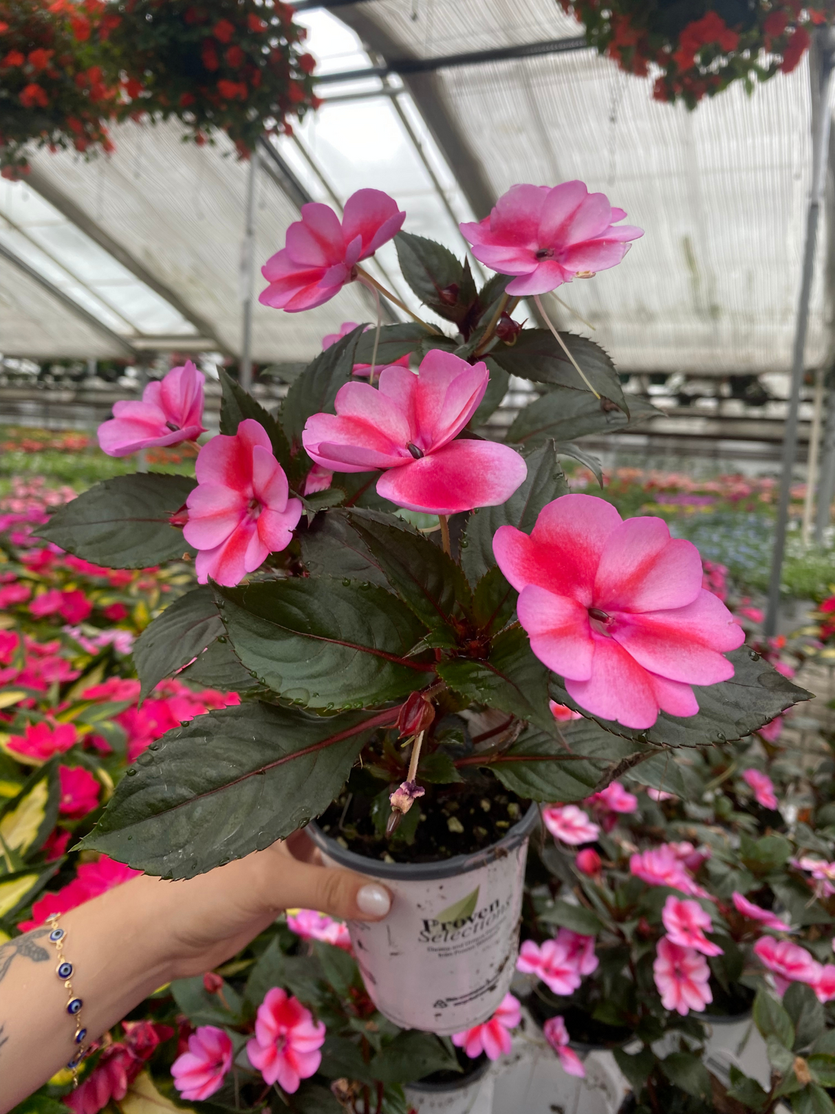 Impatiens SunPatiens® Compact Red Candy