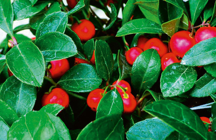 Close-up of red berries with green leaves