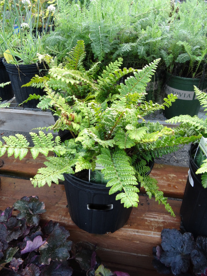 Polystichum acrostichoides
