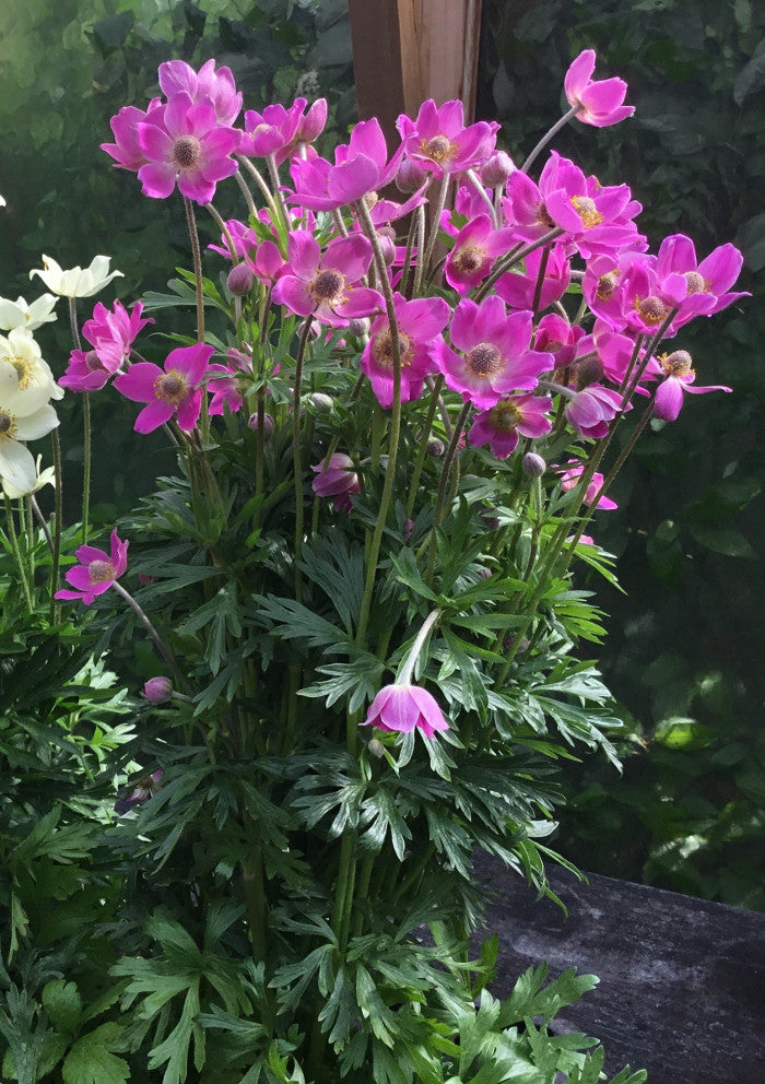 Pink and white flowers with green leaves on a blurred natural background