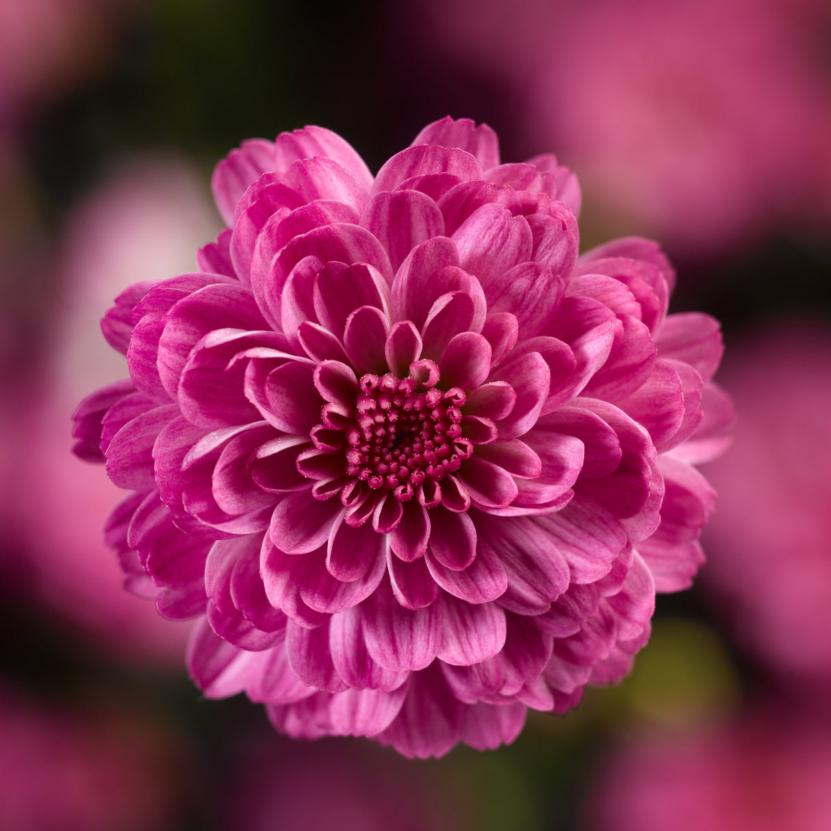 Chrysanthemum 'Gigi™ Dark Pink'