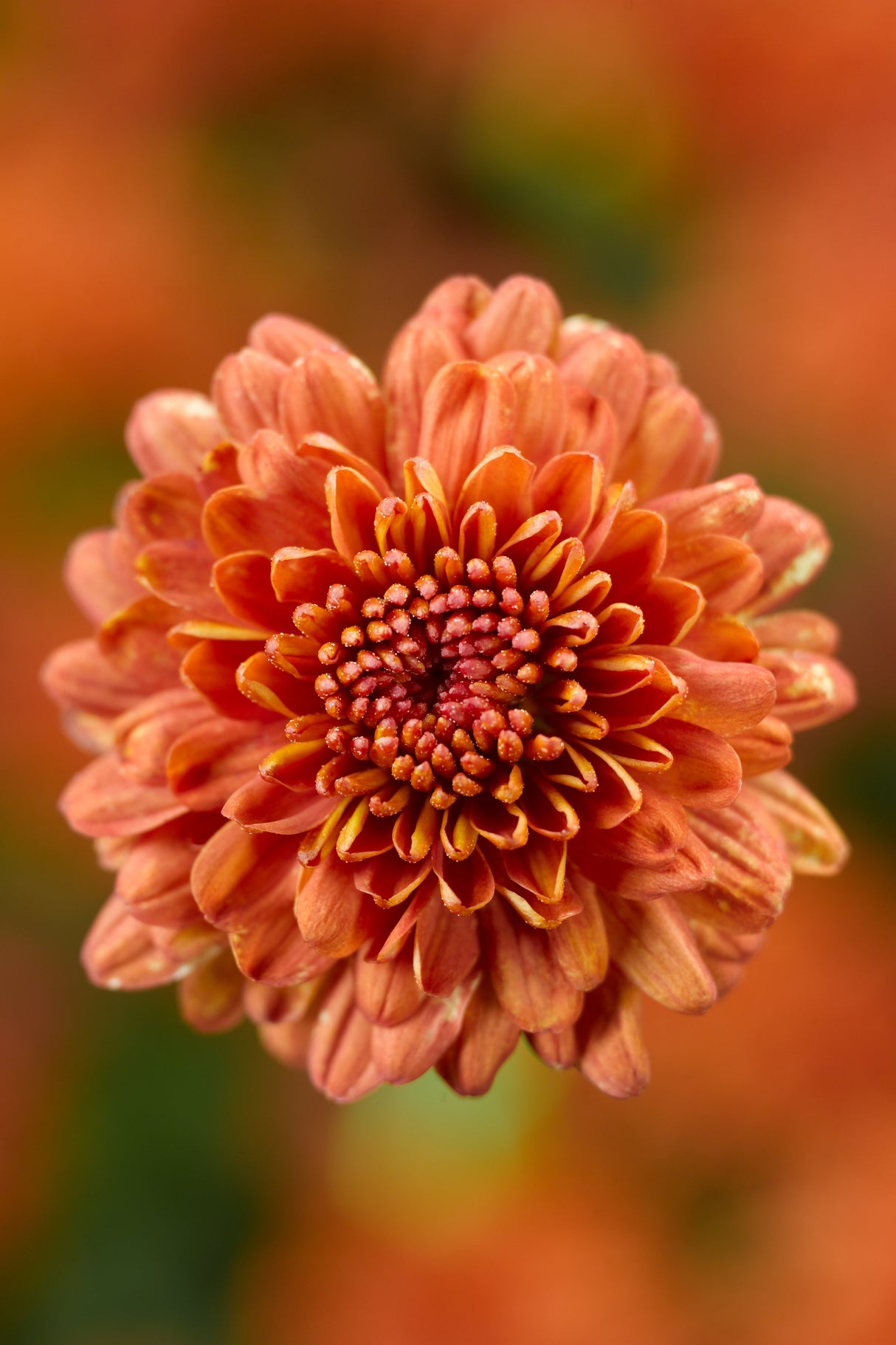Chrysanthemum 'Ursula™ Fancy Orange'