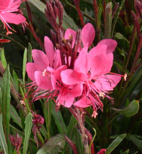 Close-up of pink flowers with green leaves
