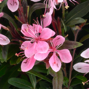 Close-up of pink flowers with green leaves