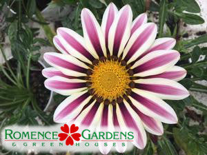 Gazania 'Big Kiss™ White Flame'