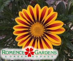 Gazania 'Big Kiss™ Yellow Flame'