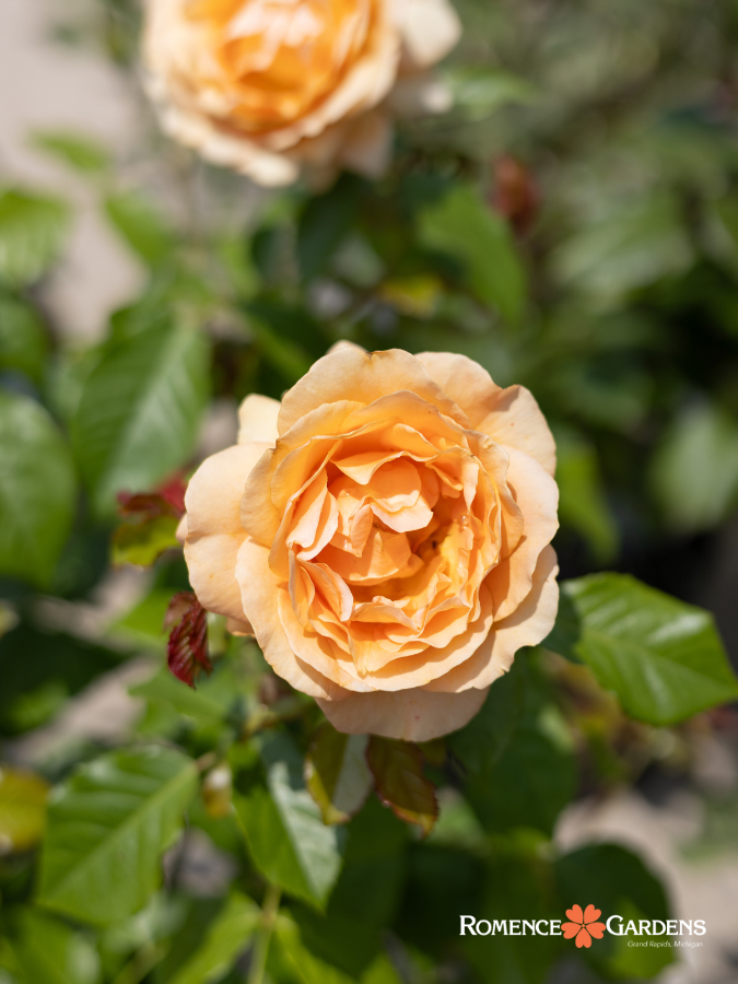 Rose 'Golden Opportunity™'